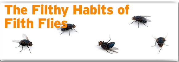 March Food Safety Tip:  Spring is coming – so are flies!!